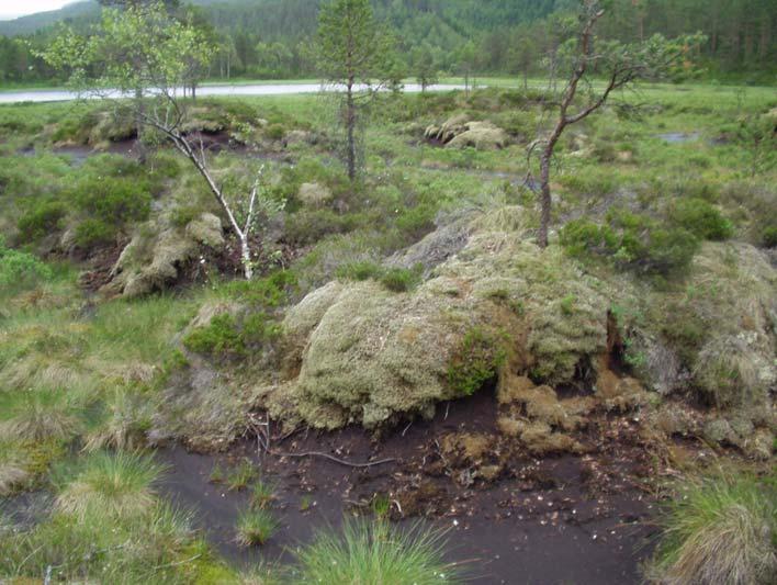 3 Resultat 3.1 Naturfaglege verdiar 3.1.1 Generelle naturforhold utgjer eit våtmarksområde med vatn, vassig og myrar på nordsida av Storelva rett vest for Storebru i Flora kommune.