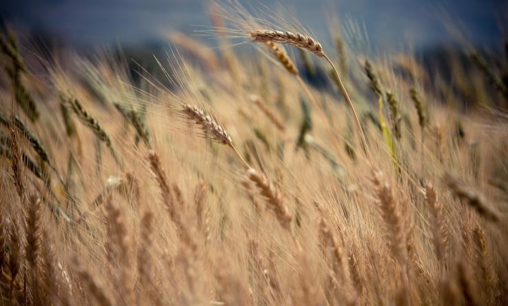 REDUKSJON AV KLIMAGASSUTSLIPP Klimavennlig landbruk Jordbruk Regjeringen ønsker økt matproduksjon Reduksjon av