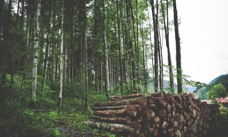 dyrkingsmetoder Nye fôrråvarer Foto: Nitin Bhosale Skogbruk: Opptak og lagring av karbon i skog Skogvern vs