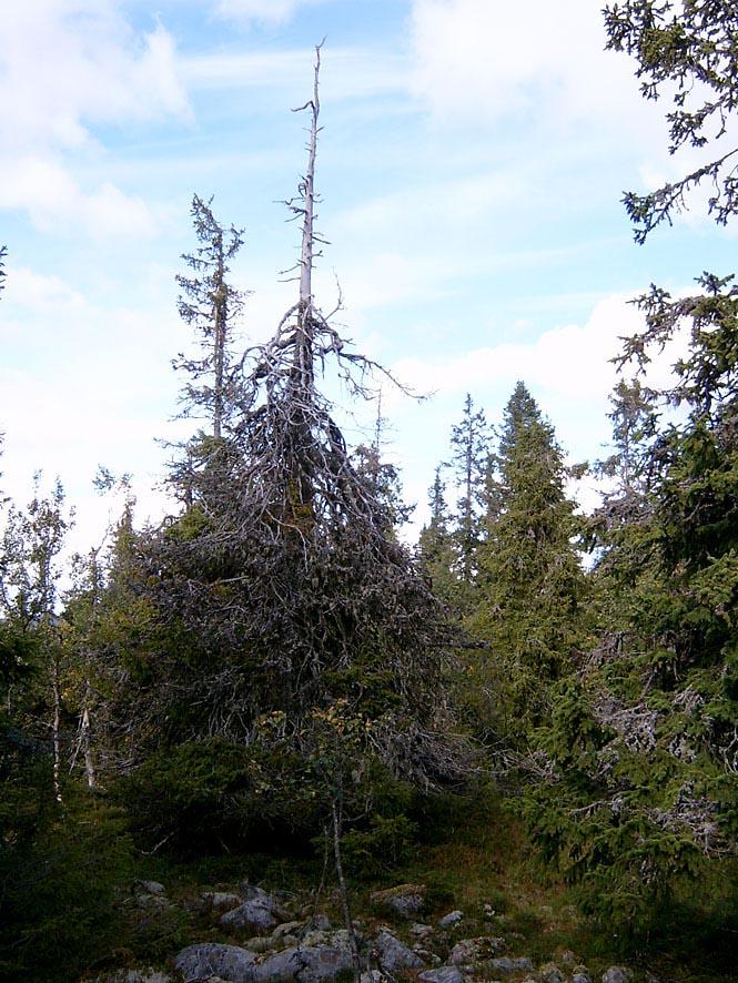 Foto: Kim Abel Gamle trær i den øvre sonen mot fjellet.
