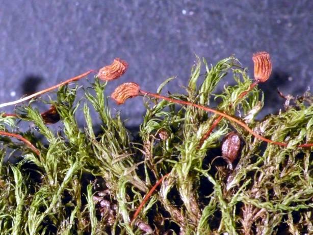 (Frullania jackii) funnet sparsomt på loddrett bergvegg. Denne arten er typisk for kløfter og skyggefulle bergvegger med litt næringsrike bergarter (se også Damsholt 2002).