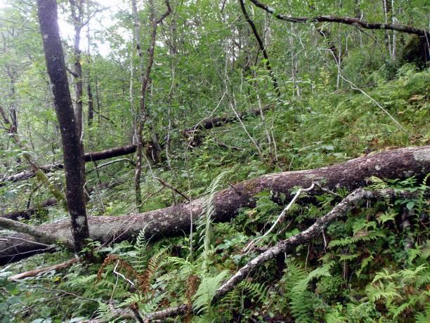 Som nevnt er mye av skogen ung og fra unge asketrær, samt på styva ask, kan nevnes skriftlav (Graphis scripta), Micarea lignaria, vrengefellmose (Neckera pumila), grynvrenge (Nephroma parile),