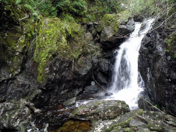 Av moser i skogsbunnen er kystmose (Loeskeobryum brevirostre) vanlig, både her og langs hele den bratte løvskoglia på vestsiden av elven. Karplantefloraen er rik og variert.