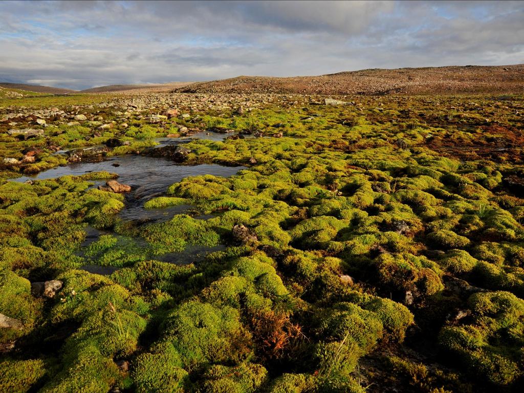 NiN kartlegging og generelt om naturkartlegging Anders Bryn & Heidrun A.