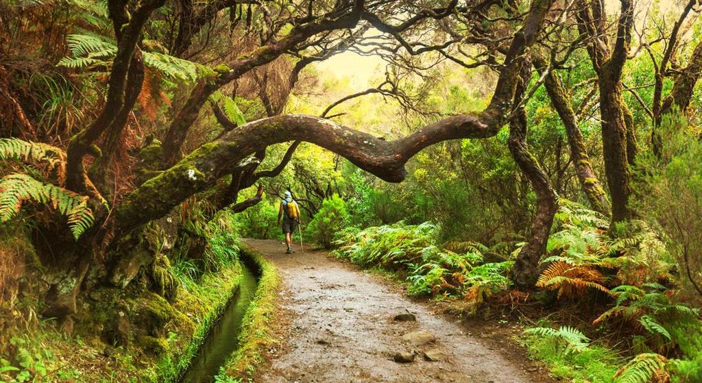 3 PROGRAM Vær oppmerksom på at dette programmet er veiledende og endringer kan forekomme. Dag 1 Ankomst (M) Vi ankommer Madeira tidlig ettermiddag og blir møtt av vår guide og reiseleder.