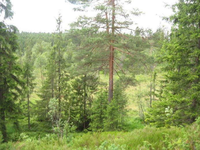 Tett skog langs den blåmerkede stien. Her er det et godt innslag av ung bjørk. Utsikt fra stien mot myra helt nord i delområdet. Tett, ung granskog.