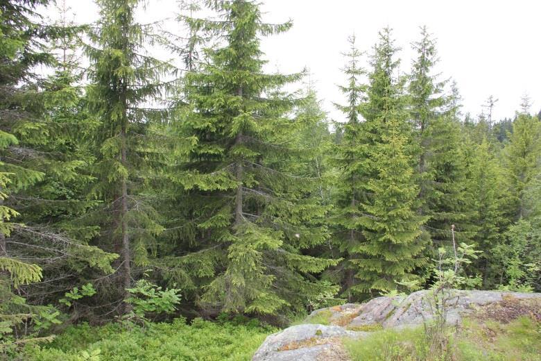 Mål for delområdet Målet er å få en åpen til halvåpen, variert skog som glir naturlig sammen med den gamle skogen rett vest for delområdet.