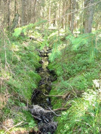 Myrene, særlig de små, er i ferd med å gro igjen med trær. Grøftingen har framskyndet denne gjengroingsprosessen.