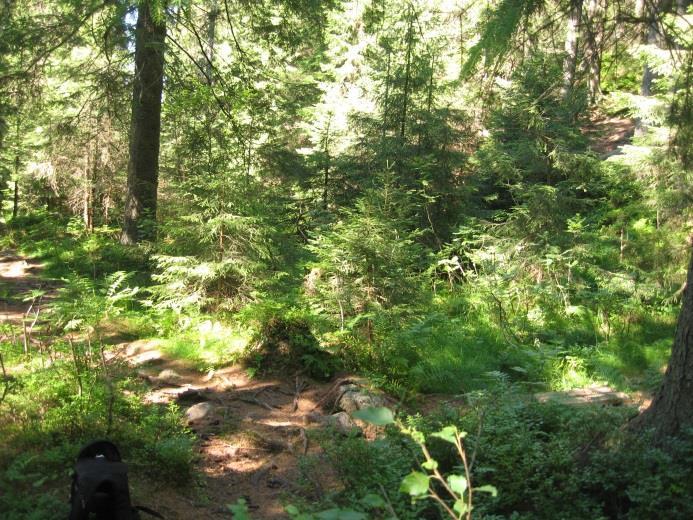 langs stien er det et tett oppslag av gran. Rett øste for delområdet går det et åpent søkk med frodig sumpvegetasjon. Tett granoppslag langs stien. Naturlig lysning i skogen med frodig sumpvegetasjon.