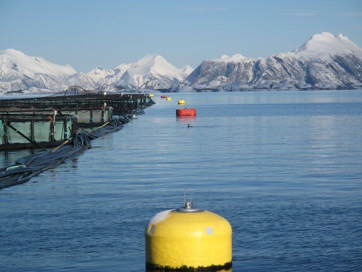 Håndteringsdødelighet, fellesnevnere Særskilt kritiske faktorer Fluktuerende oksygenverdier i sjø i tiden før håndtering Fluktuerende oksygenverdier i tilknytning til behandling Oksygenopptak hos