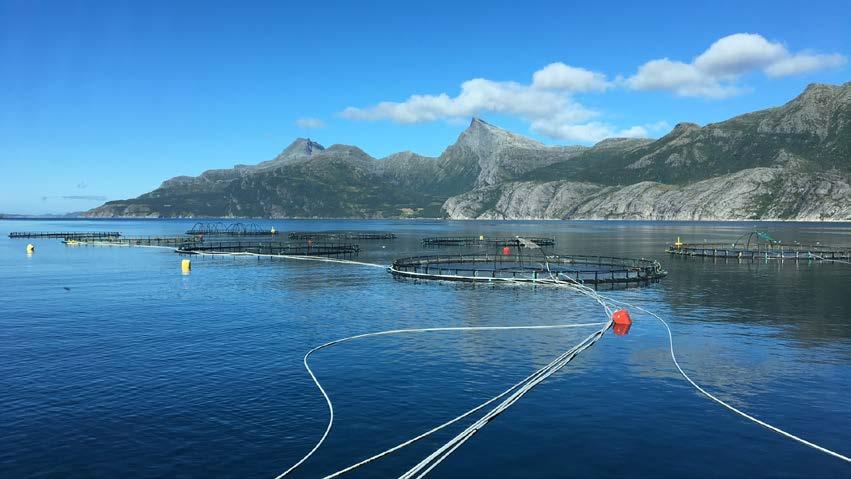 Hvilke faktorer viser seg å være særskilt kritiske knyttet til H2O2 Miljøparametre i vannet, sesong knyttet til H2O2 Enkeltvise vannprøver sier ofte lite eller ingenting, vannprøver og skader blir