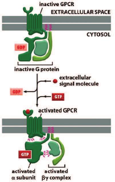 Teori Figur 1 (Alberts, 2008): Figuren viser hvordan et ekstracellulært signamolekyl aktiverer en GPCR, og hvordan G-proteinet aktiveres når α-subenheten binder GTP.