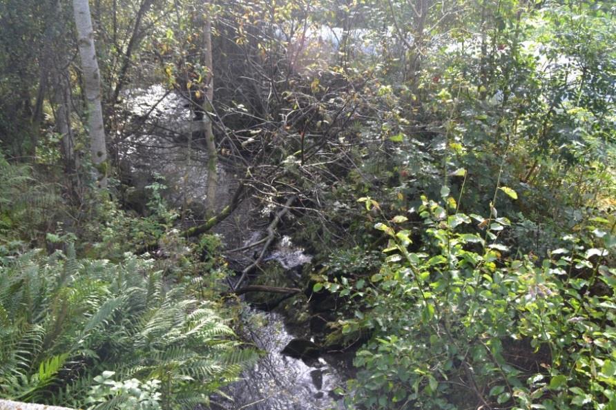 Ingen synlege trådforma grønalgar (sli). Litt grått sediment på steinane i elva. Foto til høgre: Gjelsvikelva oppstraums brua. Vassprøve 1. Nordre Gjelsvik.