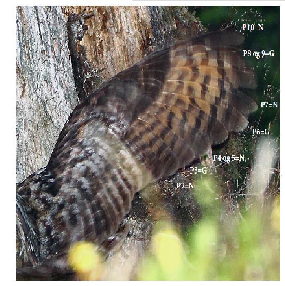 Alderbestemmelse av hunn og hann 2014 Vurdering av vingebilde av hubro, hunnfugl.