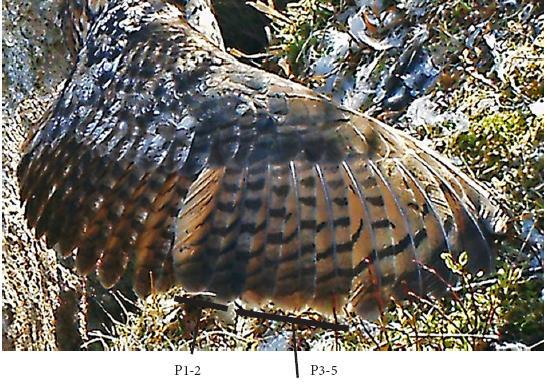 Vurdering av vingebilde av hubro, hannfugl. Bildet viser at dette er en gammel fugl som har skiftet alle vingefjærene minst en gang.