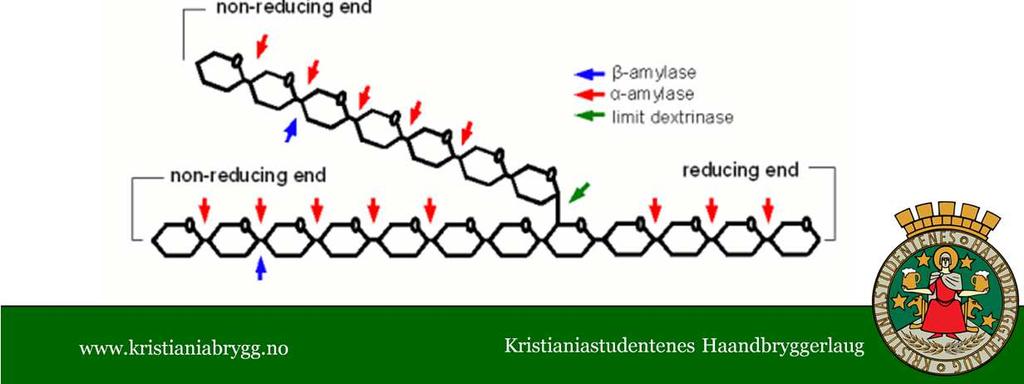 - Beta amylasen kan kutte av maltose fra de ikke-reduktive endene av stivelsen - Alfa-amylasen kan kutte av