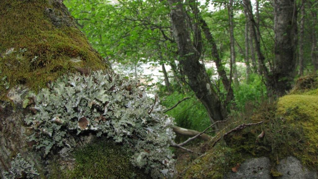 Figur 10. Vanlig papirlav fotografert i høystaudeskog på nordsiden av Straumsbotnelva på rogn. Foto: Geir Arnesen. Selve elveleiet er nesten vegetasjonsløst.