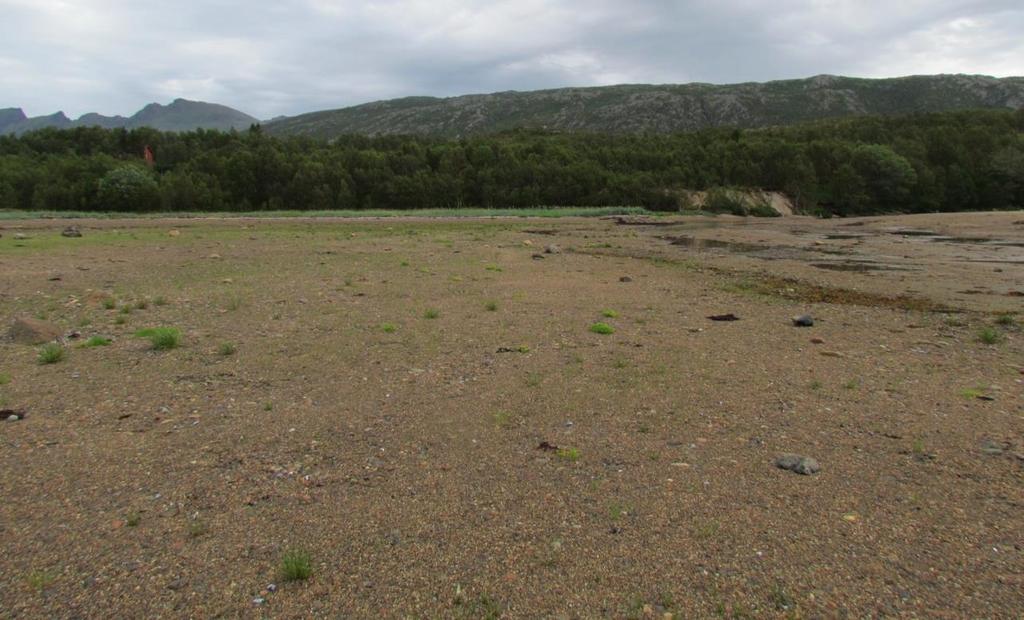 Figur 13. Ytre del av strandenga (G05) i Straumsbotn ved Elvevoll, Berg kommune på Senja. Foto: Gunn-Anne Sommersel. Figur 14.