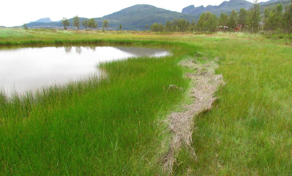 Figur 15. Indre del av strandenga (G05) i Straumsbotn ved Elvevoll, Berg kommune på Senja. Foto: Gunn-Anne Sommersel. Figur 16.