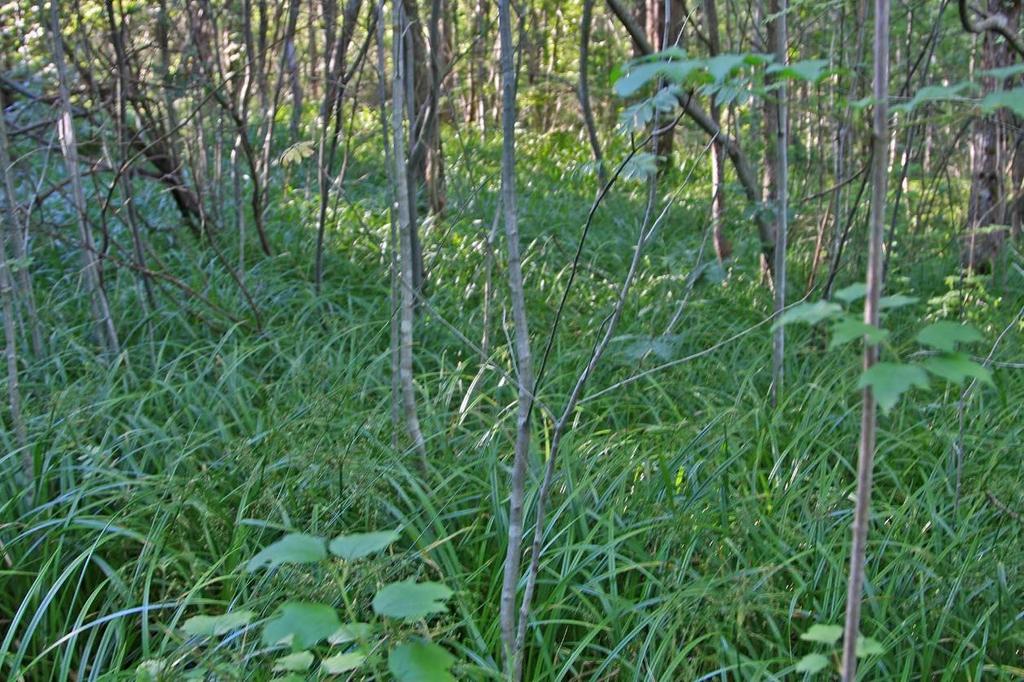 Bilde 7 (50) Fuktig område med en liten dam. Dominert av skogsivaks.