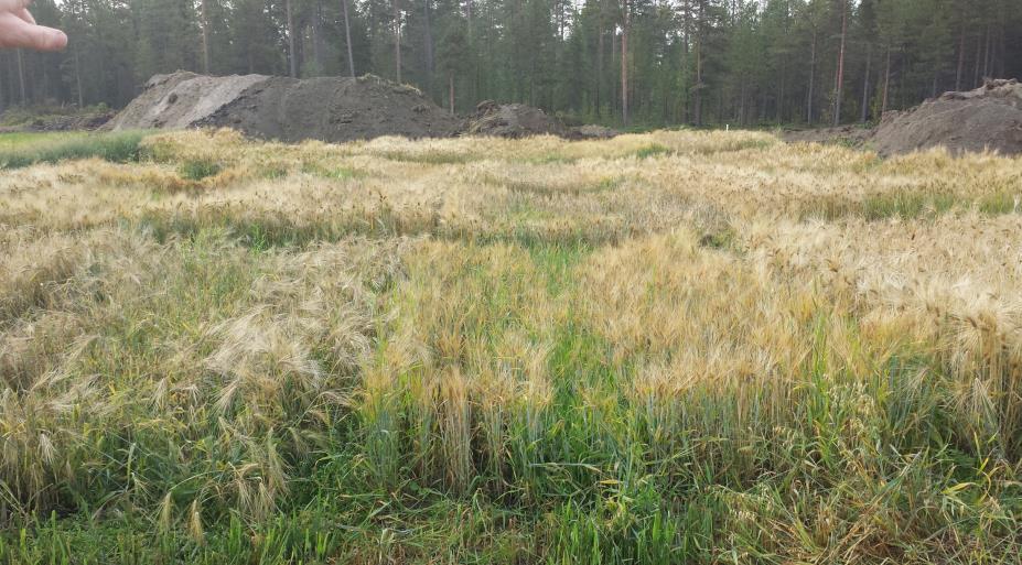 tonn/hektar tonn/hektar Vestvågøy 2,0 Vestvågøy avling (tonn/hektar ) 1,5 1,0 Tiril 0,5