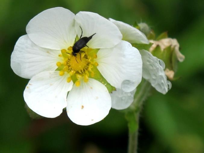 Muligheter Flytte levesteder