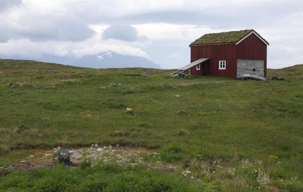 frisk fattigeng, G4 (D0104). Bilde er tatt i retning sør. UTM33 0363973. Foto: Thomas H. Carlsen Bilde 2. Lokalitet 1.