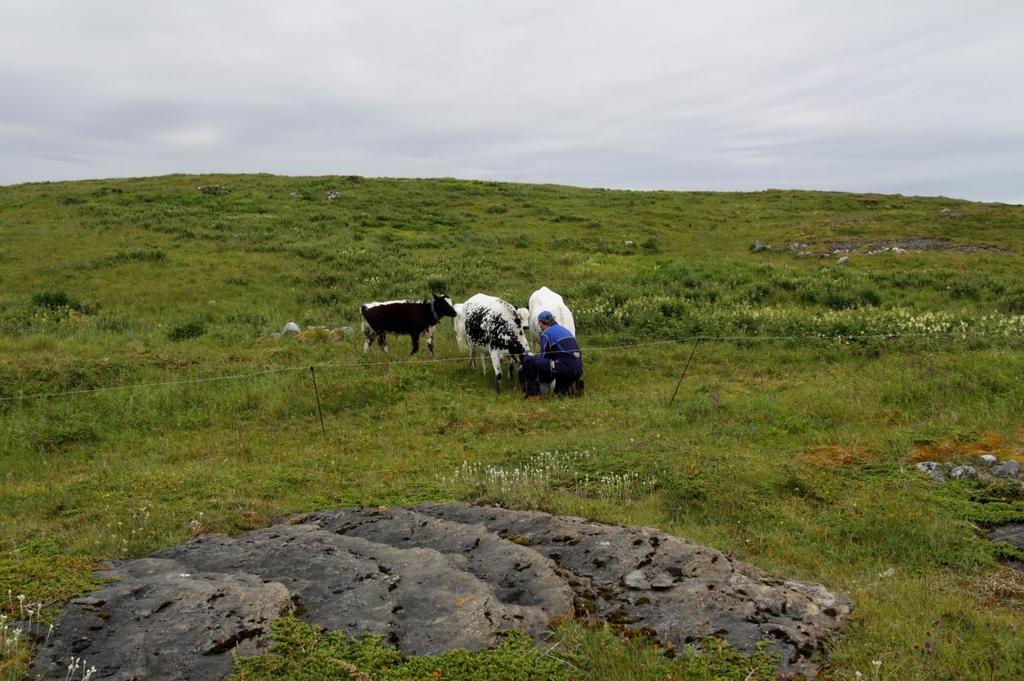 bakgrunnen. Grunneier Gisle med sine kyr. Bilde tatt i sørlig retning. UTM 33 0363973 7297494. Foto: Thomas H. Carlsen. Bilde 6.