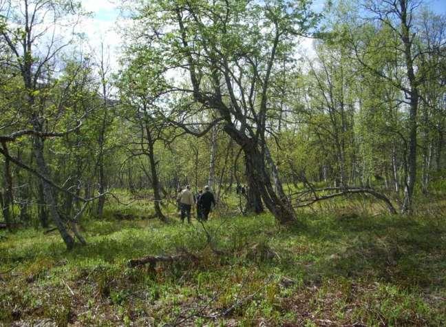 Parti fra Tverrelvdalen.