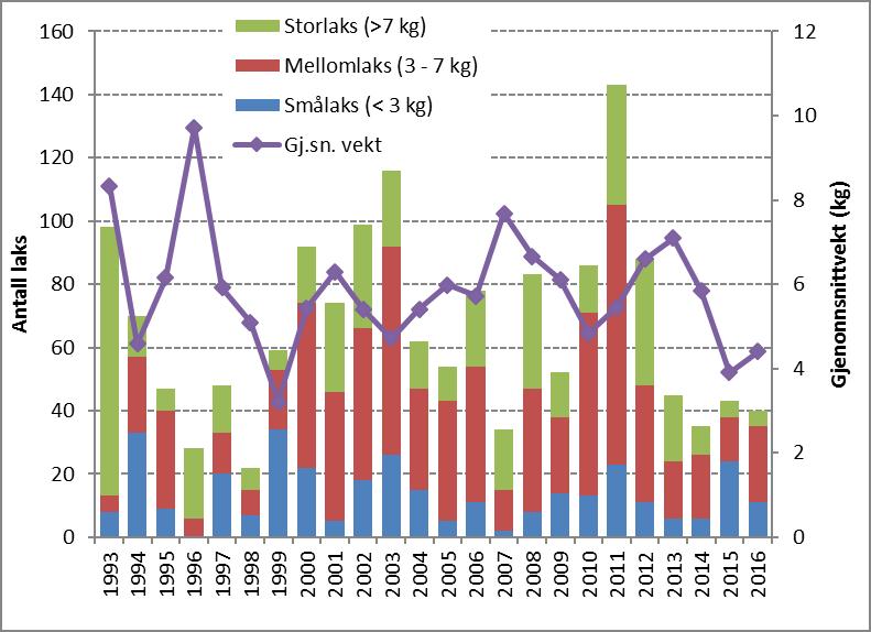 Bestanden har en betydelig andel storlaks, og gjennomsnittsvekt på fangstene i perioden 1993-2015, da det foreligger størrelsesfordeling, er 5,9 kg (Figur 3).