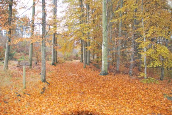 Parkkarakter og plantesamlinger/arboret Hele UMB-parken inneholder plantesamlinger som inngår i arboretet.