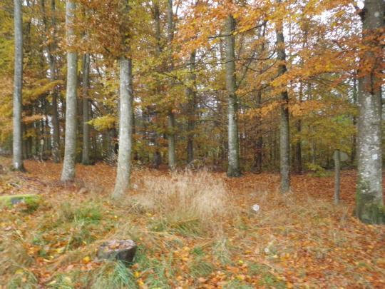 6.12 Delområde XII - Nordskogen Nordskogen utgjør sammen med Fougnerhaugen og Bøhmerwald viktige skogsområder på UMB og er med på å gi det sentrale universitetsområdet en ramme av store, velvoksne