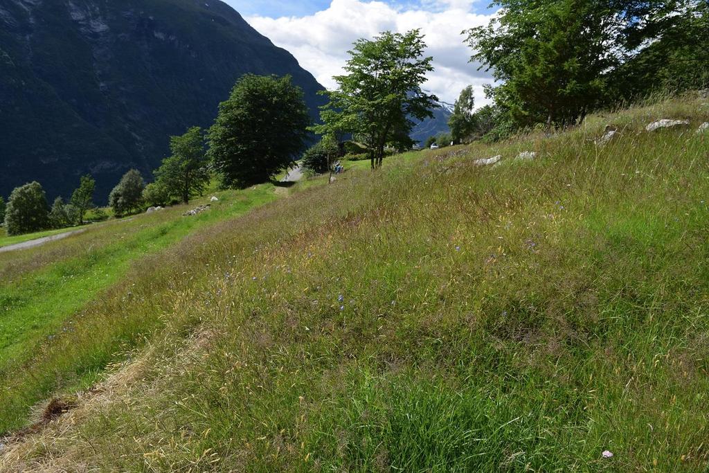 Skjøtselsplan for Vesterås; Gardskroken, Almene og Trekanten, slåttemark, Stranda kommune, Møre og Romsdal fylke. Foto: P. Vesterbukt/NIBIO FIRMANAVN OG ÅRSTALL: NIBIO Kvithamar.