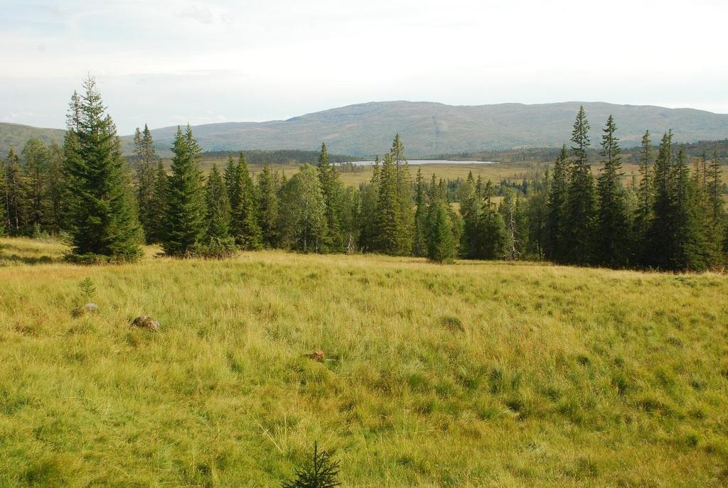 Midt-Norge Skjøtselsplan for Mulbustan, setervoll i Øvre Forra naturreservat, Levanger kommune, Nord- Trøndelag fylke.