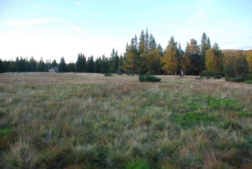 Midt-Norge Skjøtselsplan for Glonkvollen, setervoll i Øvre Forra naturreservat, Levanger kommune, Nord- Trøndelag fylke.