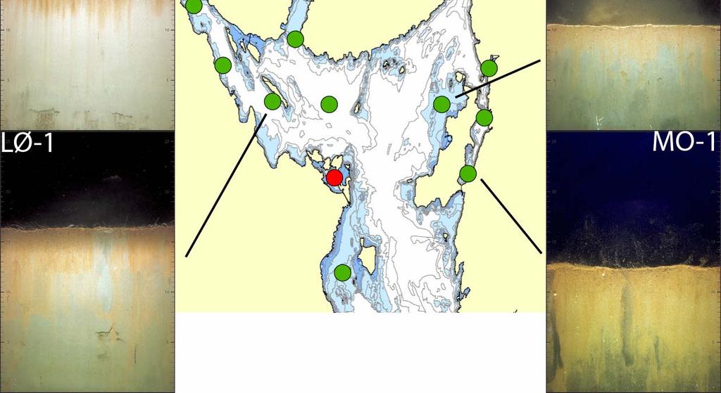 Ved stasjon DD-1 midt i dypvannsdeponiet ved Drammenfjorden ble det observert en rekolonisasjon av sedimentoverflaten. Figur 7.