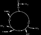 biorefinery, small molecules)