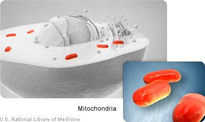 Mitokondriene er cellenes kraftstasjoner. Cellene innholder mange mitokondrier, og disse inneholder eget DNA (mtdna).