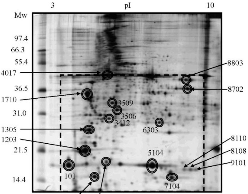 Protein analyse 2DE - Eksempel Kjaersgard, I.V.H., Norrelykke, M.R., Jessen, F. 2006.