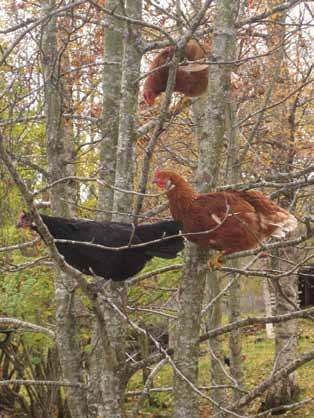 9 Høna er opprinnelig et jungeldyr og liker å sitte på en grein i skogen. Ingenting er så godt som et skikkelig gjørmebad!