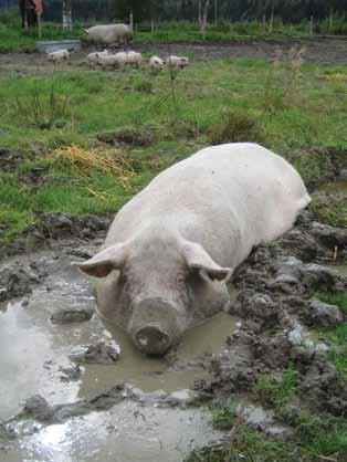 Hva som er biologiske behov varierer for hvert enkelt dyreslag. Høner har behov for å ta sandbad og vagle seg, mens griser vil rote med trynet i jorda og ta gjørmebad.
