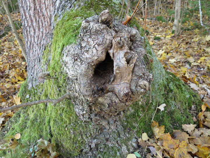 oktober 2016 av Stefan Olberg, BioFokus i forbindelse med kartlegging av den utvalgte naturtypen hule eiker på oppdrag for