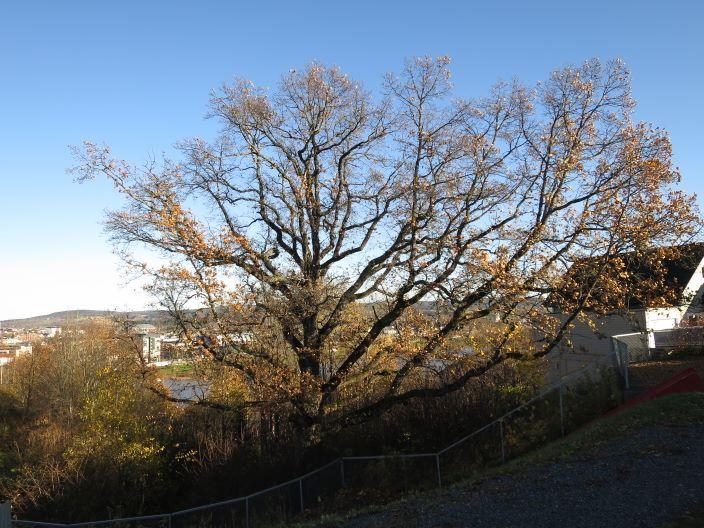 Beliggenhet og naturgrunnlag: Lokaliteten ligger i gjenngrodd skrent mellom Rudsberghaugen 83 og 85 på Haugen i Rælingen kommune.