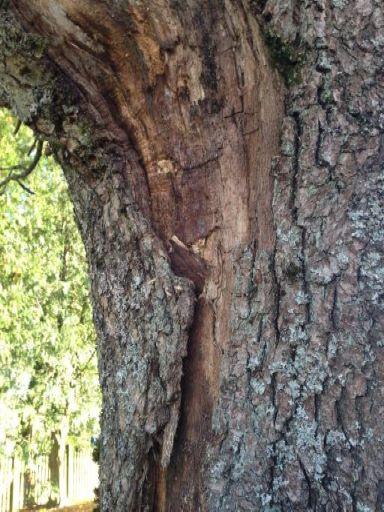 Beliggenhet og naturgrunnlag: Lokaliteten ligger i vegkanten, mellom vegen og plen.