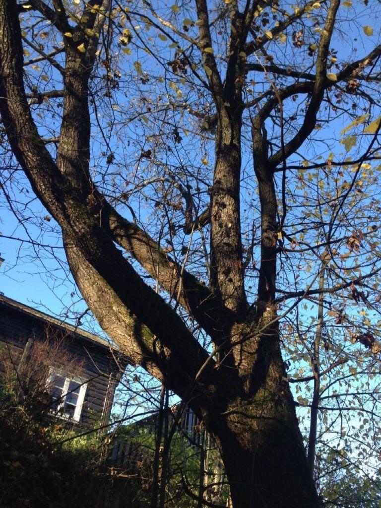 Beliggenhet og naturgrunnlag: Lokaliteten ligger i kant av hagen, øverst av en nordøstvendt skråning, øst for huset ved