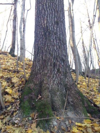 Beliggenhet og naturgrunnlag: Lokaliteten ligger i en østvendt skråning, nordøst for huset ved