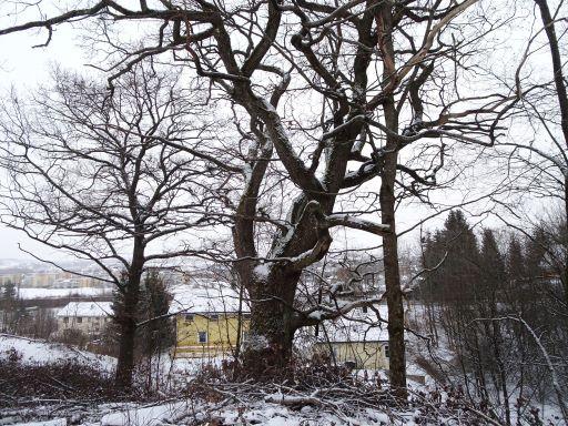 Beliggenhet og naturgrunnlag: Lokaliteten ligger i en nordøstvendt skråning, sør for huset ved