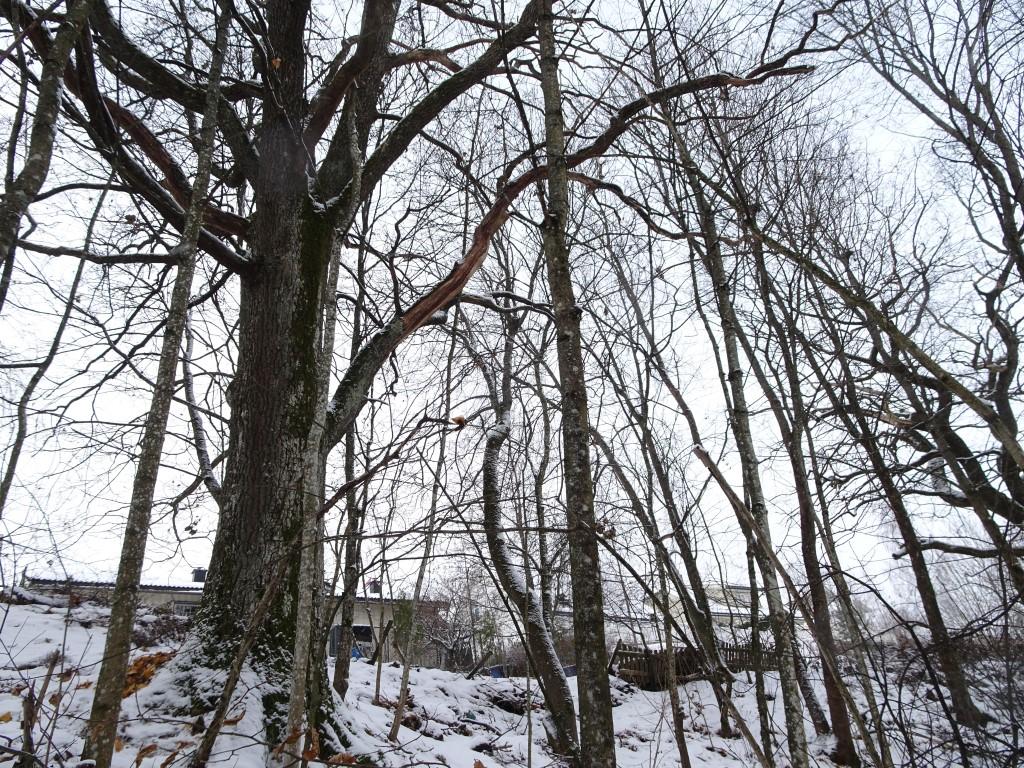 Naturtyper, utforminger og vegetasjonstyper: Lokaliteten er kartlagt som naturtypen Store