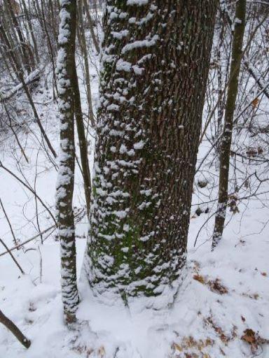 Beliggenhet og naturgrunnlag: Lokaliteten ligger i en nordvendt skråning, nordøst for huset ved