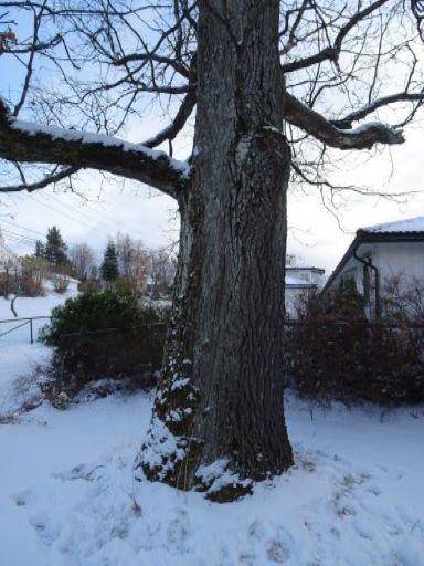 Beliggenhet og naturgrunnlag: Lokaliteten ligger i hagen sør for huset ved Chr Tomtersveg 11 i